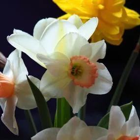 Daffodil - Naturalising Daffodil 2